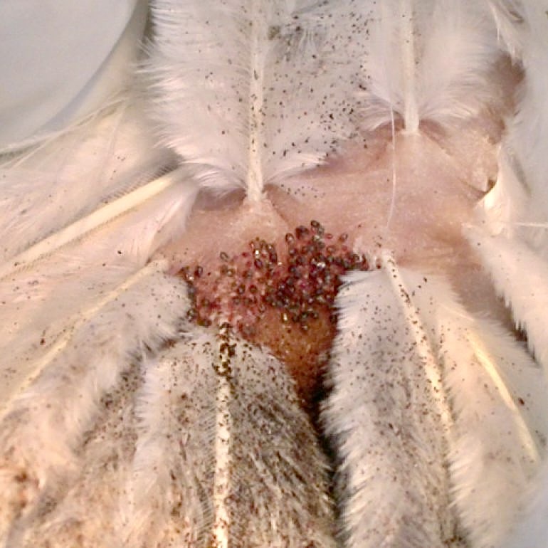 Northern Fowl mite infestation