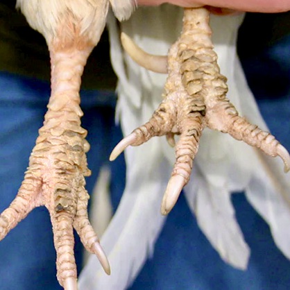 Scaly Leg mites