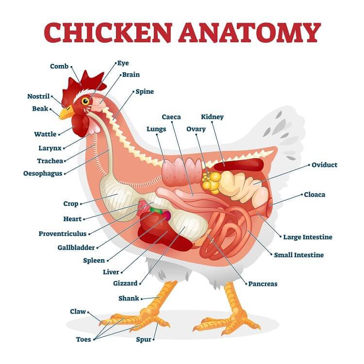Basic Chicken Anatomy (internal)