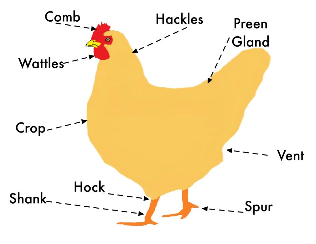 Basic Chicken Anatomy (external)