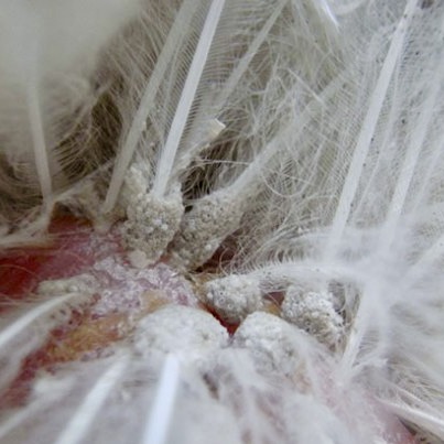 Poultry Lice Nits (egg sacks)