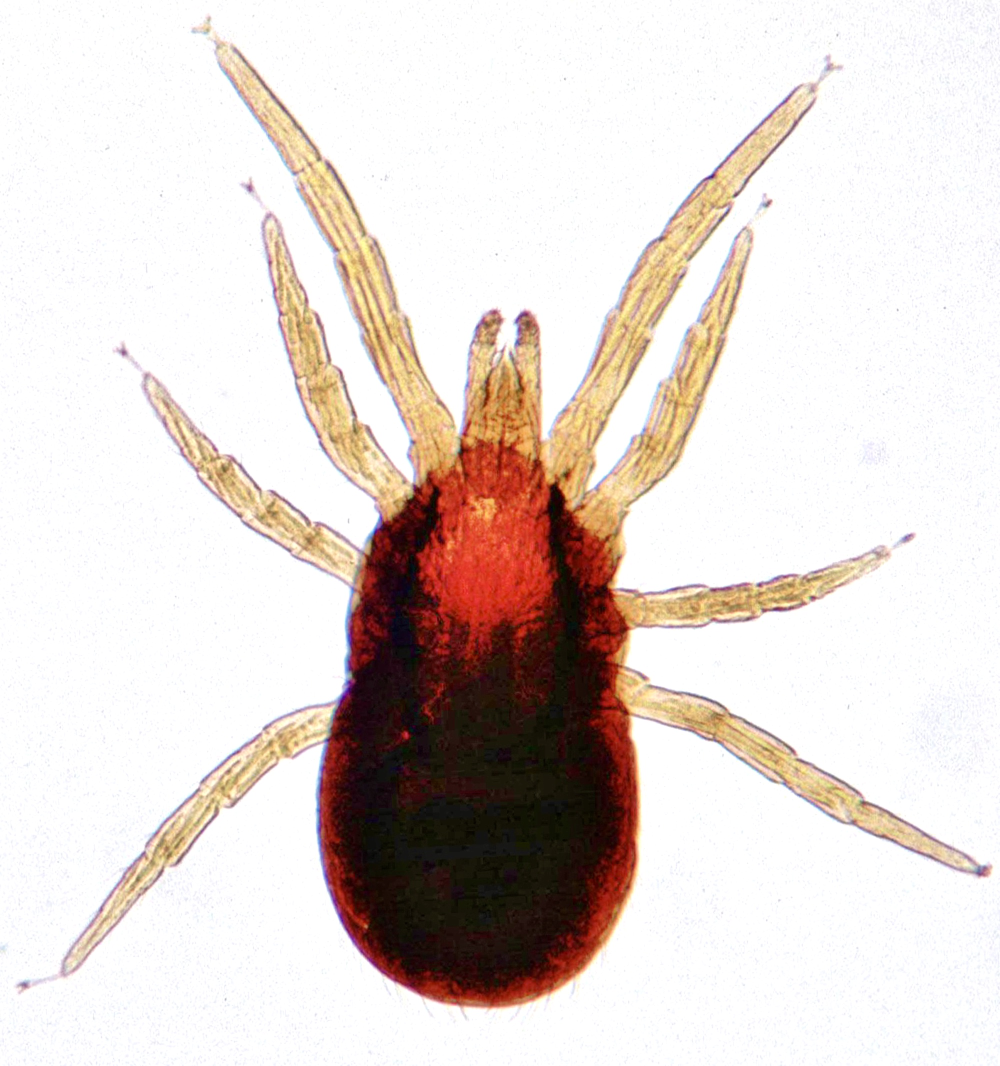 Red Mite (Dermanyssus gallinae)